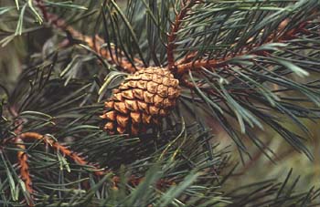 Pino silvestre - Piñas (Pinus sylvestris)