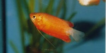 Colisa roja (Colisa chuna)