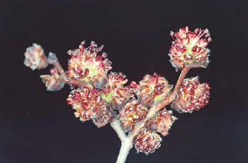 Olmo común - Flores (Ulmus minor)