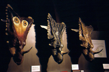 Chasmosaurus (Dinosauria, Ceratopsia), Museo del Jurásico de Ast