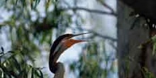 Anhinga, corúa real o pájaro serpiente