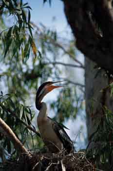 Anhinga, corúa real o pájaro serpiente