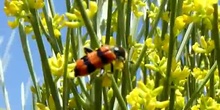 Escarabajo ajedrezado Trichodes apiarius (Linnaeus, 1758)