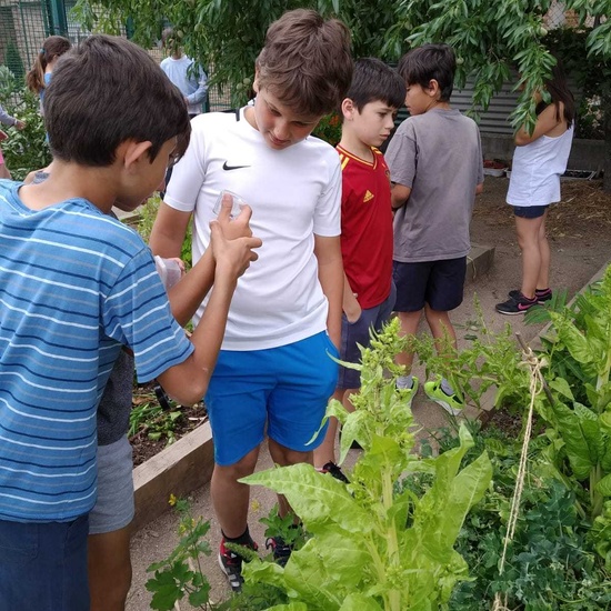 2019_06_07_Los alumnos de Quinto observan los insectos del huerto_CEIP FDLR_Las Rozas 25