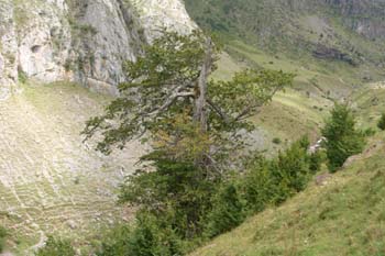 Haya - Porte (Fagus silvatica)