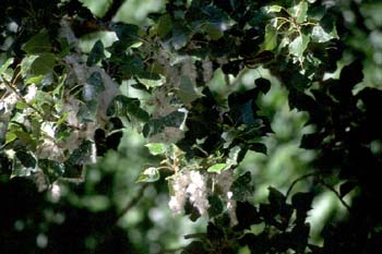 álamo negro - Fruto (Populus nigra)