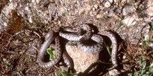 Culebra lisa europea (Coronella austriaca)