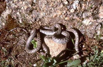 Culebra lisa europea (Coronella austriaca)