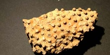 Sareiluna organum (Coral) Silúrico