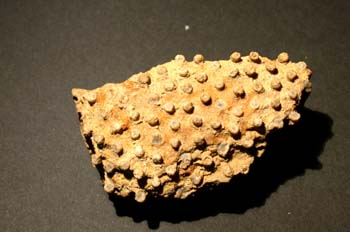 Sareiluna organum (Coral) Silúrico