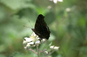 Pavo real (Inachis io)