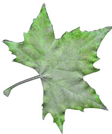 Hoja verde eléctrico