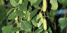 Abedul llorón - Flor Femenina (Betula pendula)