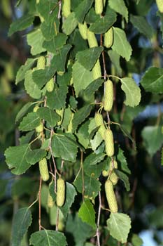 Abedul llorón - Flor Femenina (Betula pendula)