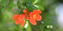 Granado - Flor (Punica granatum)