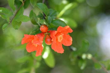 Granado - Flor (Punica granatum)