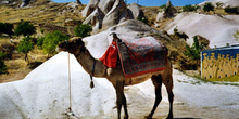 Camello, Capadocia, Turquía