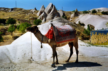 Camello, Capadocia, Turquía