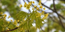 Arce real - Flor (Acer platanoides)