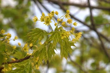 Arce real - Flor (Acer platanoides)