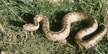 Víbora hocicuda (Vipera latasti)