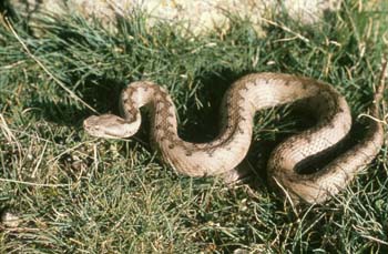 Víbora hocicuda (Vipera latasti)