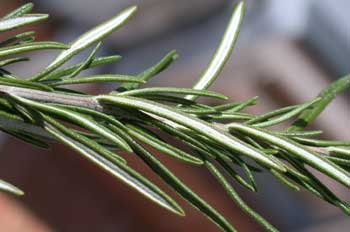 Planta, hojas (romero)