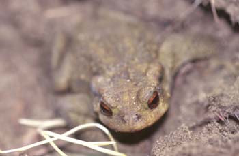 Sapo común (Bufo bufo)