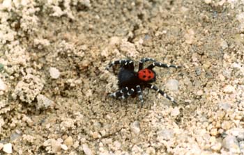 Araña moteada saltadora - Macho (Eresus niger)