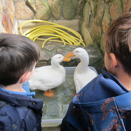 Granja Escuela Educación Infantil Curso 2017-18_2 13