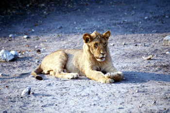 Cría de León en actitud tierna, Botswana