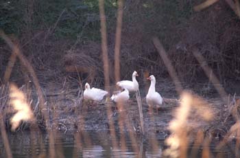 ánsar (Anser anser)