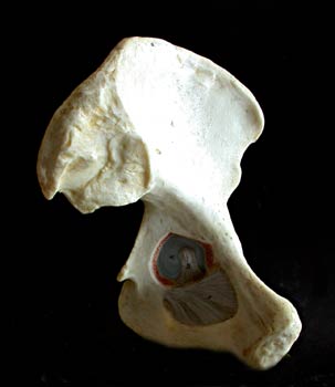 Articulación del hueso femoral