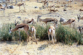 Manada de gacelas, Namibia