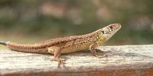 Lagarto verdinegro - Jóven (Lacerta schreiberi)