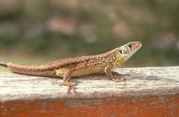 Lagarto verdinegro - Jóven (Lacerta schreiberi)