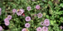 Zigena (Zygaena sp,)