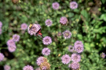 Zigena (Zygaena sp,)