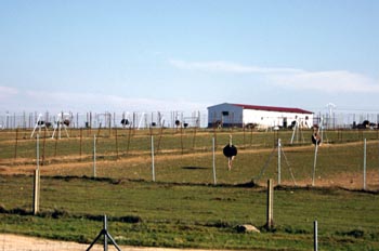 Granja de avestruces - Trujillo