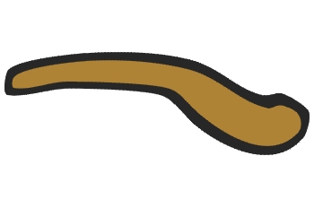 Ceja marrón derecha