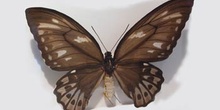 Ornithoptera priamus poseidon hembra (Nueva Guinea)