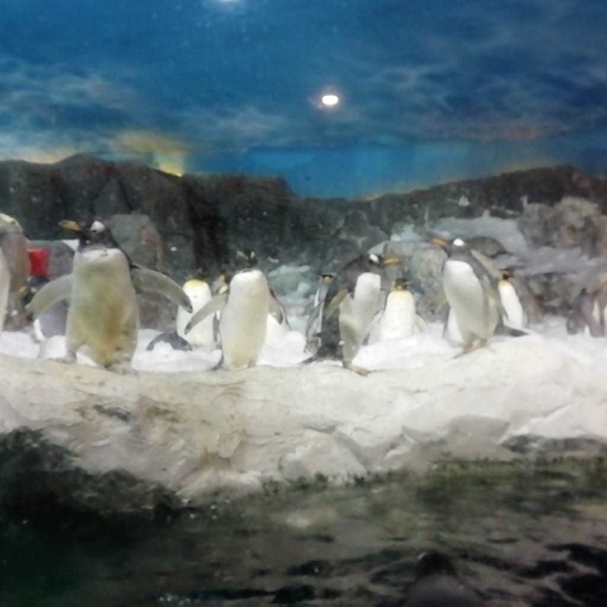 Parque de la Naturaleza. Faunia. 5º Curso. 28