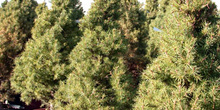 Picea glauca