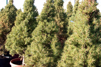 Picea glauca