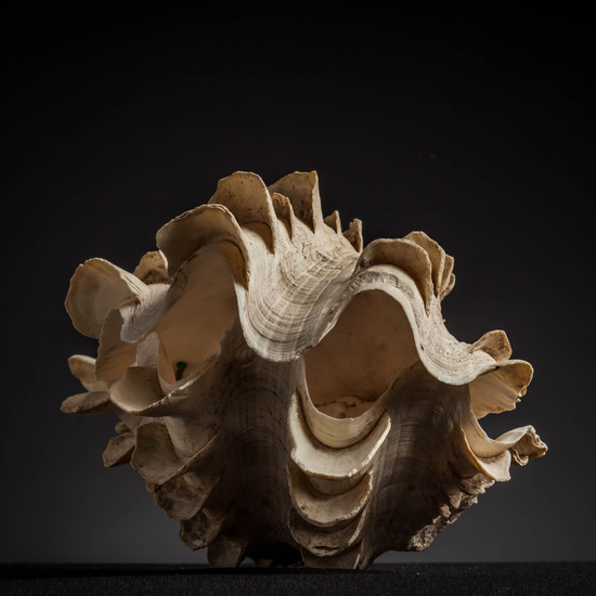 IES_CARDENALCISNEROS_CONCHAS_084