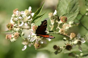 Pavo real (Inachis io)
