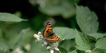 Ortiguera (Aglais urticae)