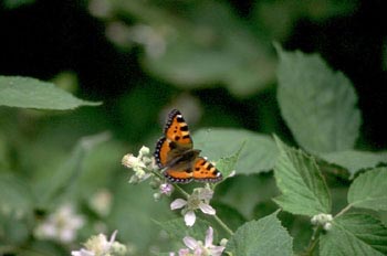 Ortiguera (Aglais urticae)