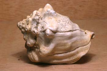 Caracola (Molusco-Gasterópodo) Eoceno