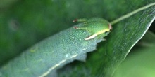 Mariposa del madroño - Larva (Charaxes jasius)